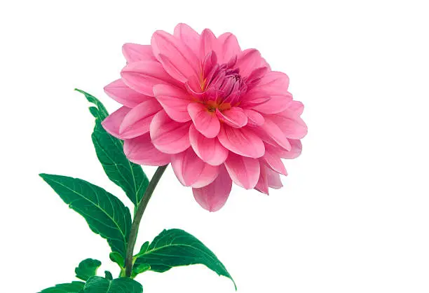 Photo of Pink Dahlia