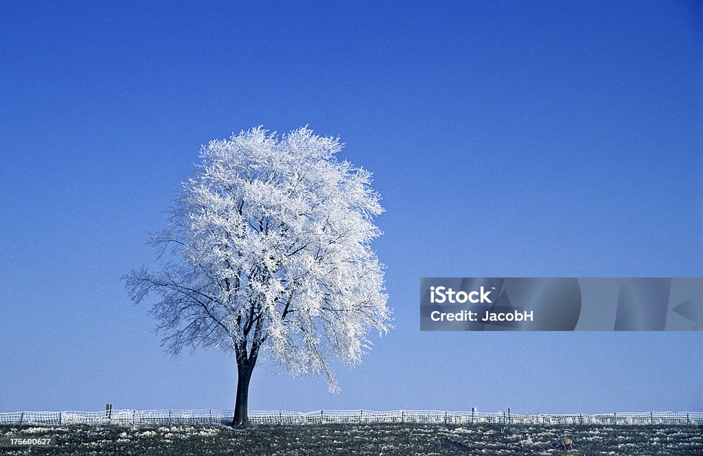 Árvore de inverno - Foto de stock de Inverno royalty-free