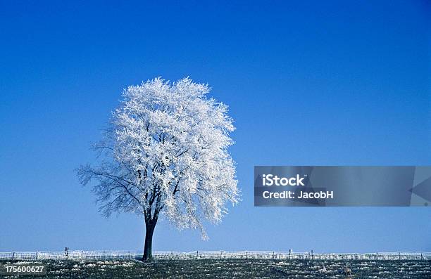 Foto de Árvore De Inverno e mais fotos de stock de Inverno - Inverno, The Bigger Picture, Azul