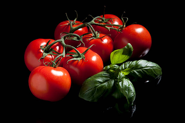 Tomato and basil. stock photo