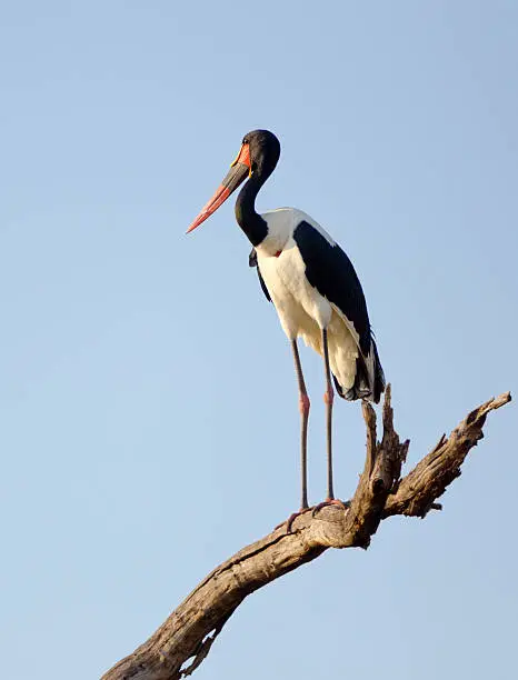 Saddle-billed Stork - Kruger National Park, South, blue sky background.