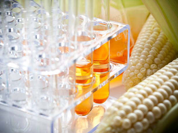 biocombustível ou xarope de milho - plant food research biotechnology - fotografias e filmes do acervo