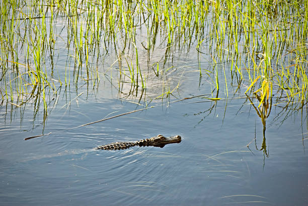 Alligator in the Wild "an alligator in the Cape Fear River in Wilmington, NC" cape fear stock pictures, royalty-free photos & images