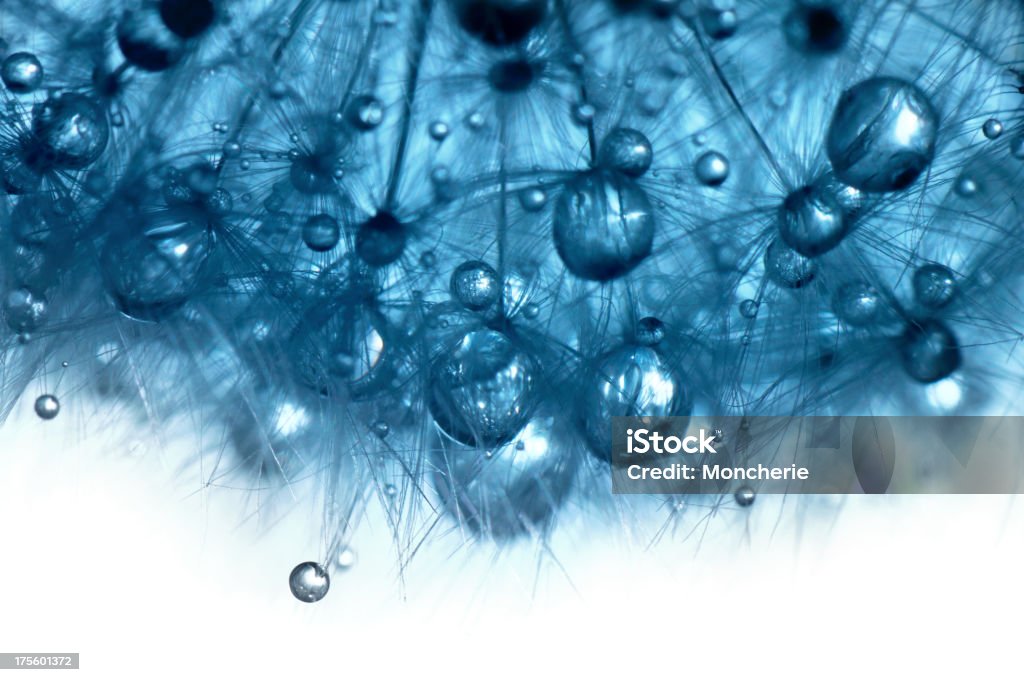 Water drops on dandelion Water drops on dandelion -super macro- shallow dof - XXXL image Dandelion Stock Photo