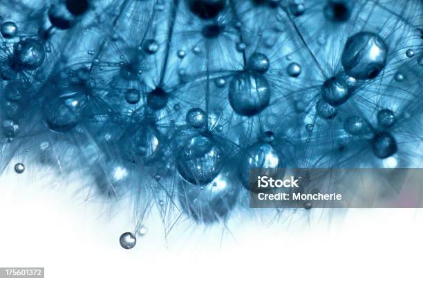 Water Drops On Dandelion Stock Photo - Download Image Now - Dandelion, Drop, Water