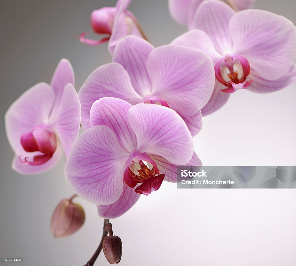 Rosa orchidea - Foto stock royalty-free di Orchidea