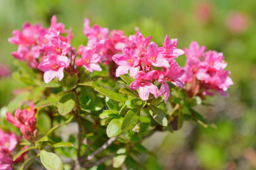 plant known as eleven o'clock in a garden in Rio de Janeiro.