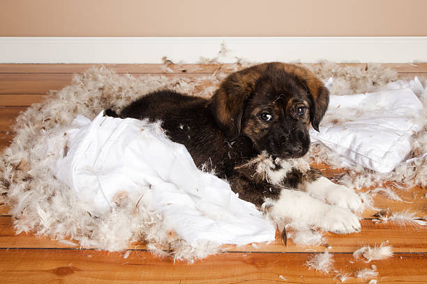 Talking Rude Animals 12,800+ Rude Animals Stock Photos, Pictures & Royalty-Free Images - iStock
