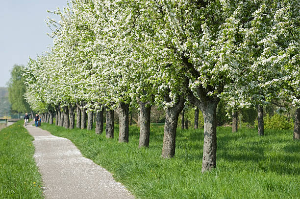 filari di alberi di primavera - baumreihe foto e immagini stock