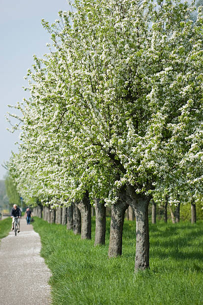 filari di alberi di primavera - baumreihe foto e immagini stock