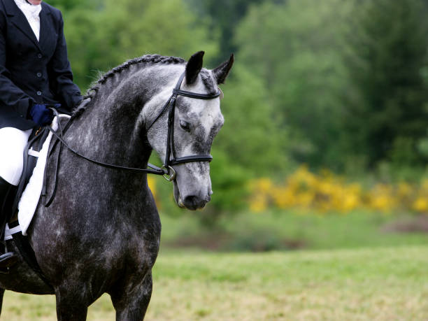 Ready for Dressage stock photo