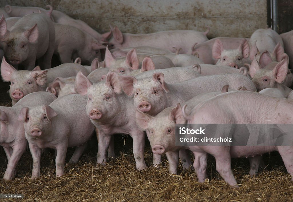 Neugierig Schweinen - Lizenzfrei Schwein Stock-Foto