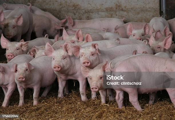 Neugierig Schweinen Stockfoto und mehr Bilder von Schwein - Schwein, Schweinefleisch, Agrarbetrieb