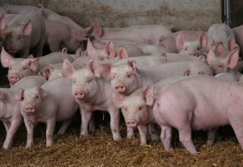 Pigs standing in an eco shelter