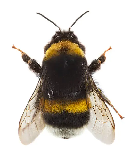 Bumblebee isolated on white background