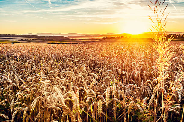 Sunny evening grainfield Grainfield during sundown. Retro color effects and grain added. rye stock pictures, royalty-free photos & images