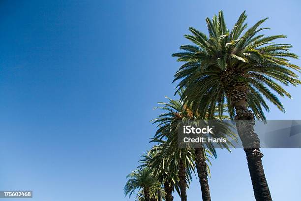 Palme In Linea - Fotografie stock e altre immagini di Albero - Albero, Albero tropicale, Blu