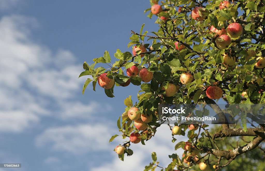 Parte de un árbol de manzana - Foto de stock de Colgar libre de derechos