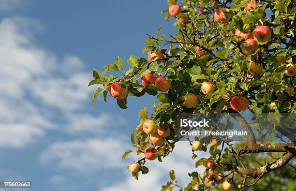 Parte De Uma Árvore De Maçã - Fotografias de stock e mais imagens de Pendurar - Pendurar, Baixo, Fruta