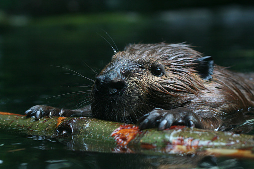A beaver building a dam.