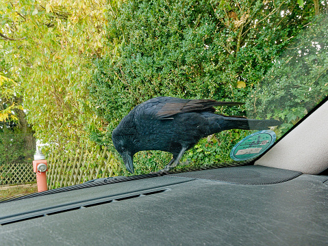 raven sitting on windshield of a car, view from the inside out