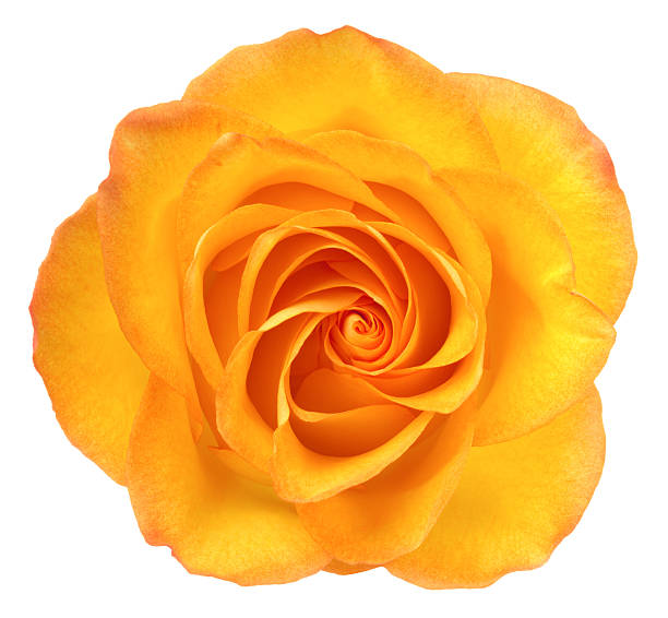 Rose. Orange flower on a white background. orange flowers stock pictures, royalty-free photos & images