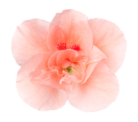 Artificial pink flower pot isolated on white background,Flower texture background