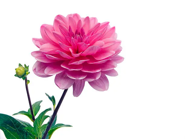 A beautiful blooming pink dahlia and a dahlia bud against a white background