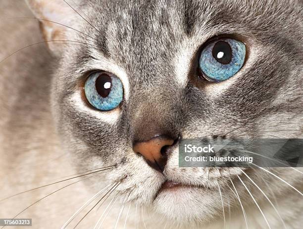 Cat - zdjęcia stockowe i więcej obrazów Kot domowy - Kot domowy, Zbliżenie, Bez ludzi