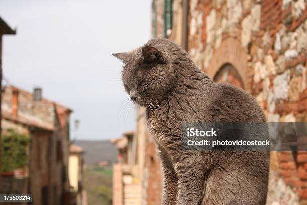 Foto de Toscana Gato e mais fotos de stock de Animal - Animal, Cena de tranquilidade, Colina