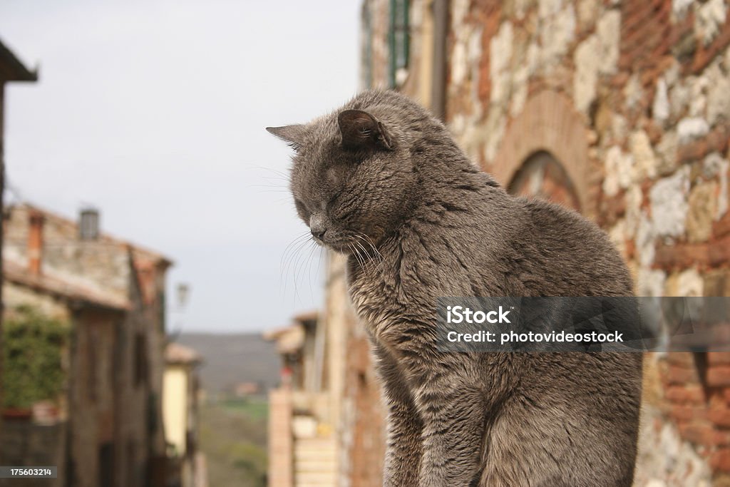 Тоскана кошка - Стоковые фото Ароматический роялти-фри
