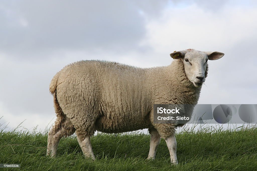 sheep Sheep in evening sunlight. Sheep Stock Photo