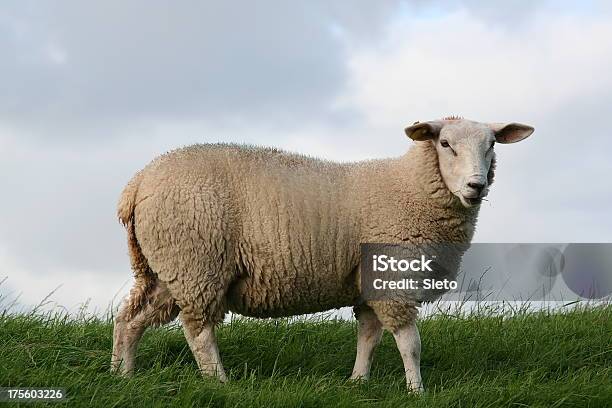 Sheep Stock Photo - Download Image Now - Sheep, Side View, Animal