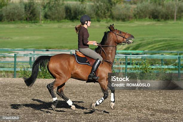 A Preparar Para Mover - Fotografias de stock e mais imagens de Concurso de Saltos Hípicos - Concurso de Saltos Hípicos, Cavalo - Família do Cavalo, Desporto