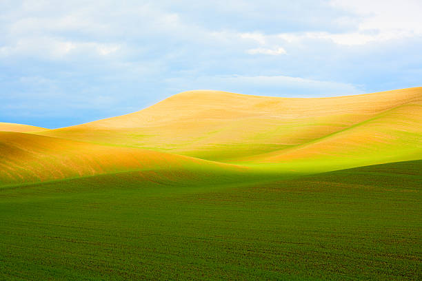 eastern washington paesaggio - palouse foto e immagini stock