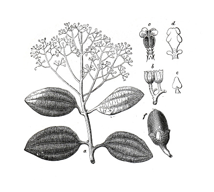 Cinnamomum plant (Zeylanicum) hand drawn engraved vintage  illustration. cinnamomum illustration. true cinnamon tree or Ceylon cinnamon tree.