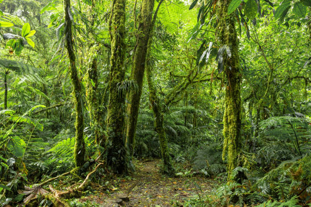 istock Dense Tropical Rain Forest, Santa Elena, Costa rica 1756043023