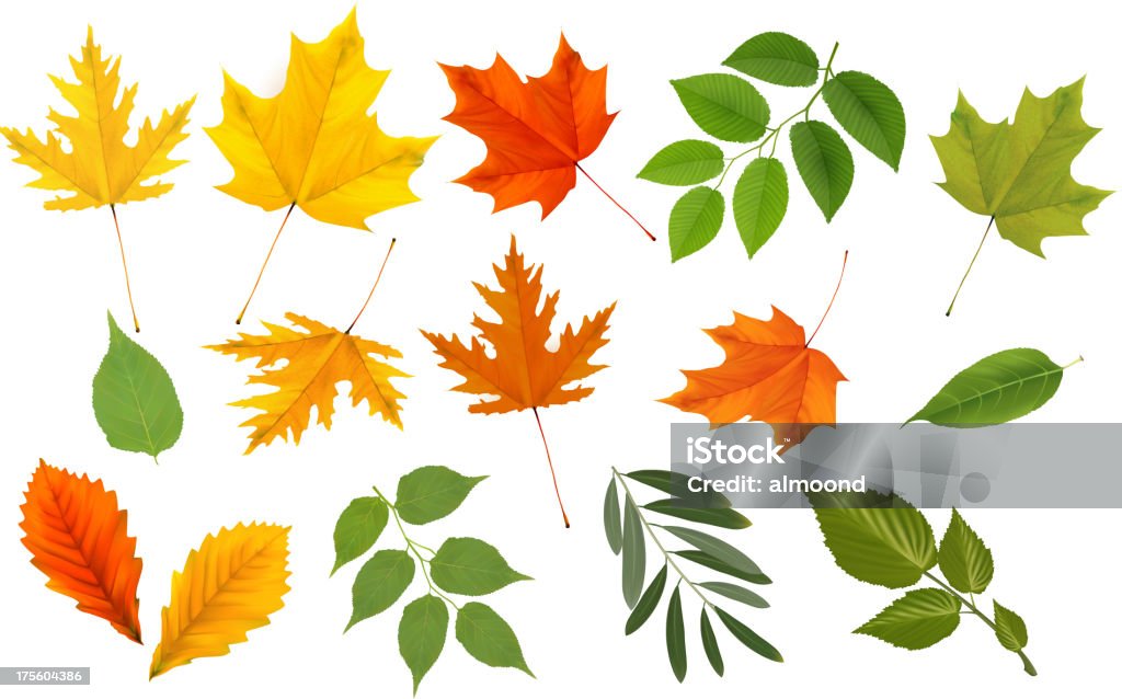 Big collection of colorful leaves. Big collection of colorful leaves. Vector EPS 10. Transparency effects. Autumn stock vector