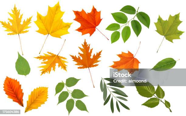 Big Collection Of Colorful Leaves Stock Illustration - Download Image Now - Autumn, Brown, Collection