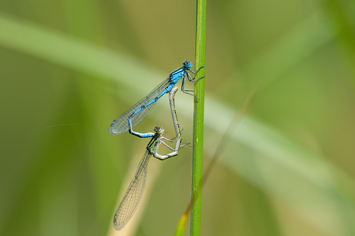 A pair of Common blue damselflies (Enallagma cyathigerum) resting, sunny day in summer