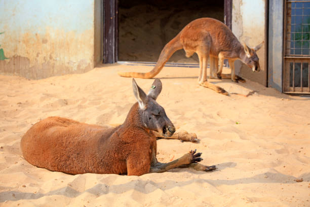 istock Kangaroo resting in the sand Park of China 1756049400