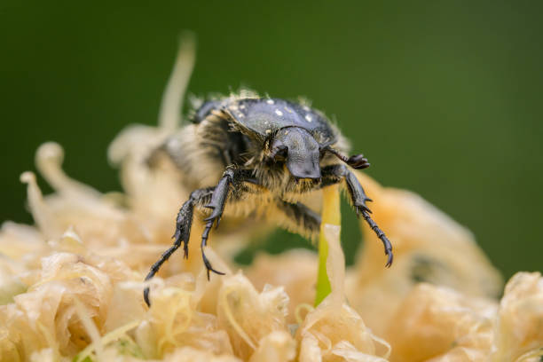 istock A White Spotted Rose Beetle sitting on a flower 1756050482