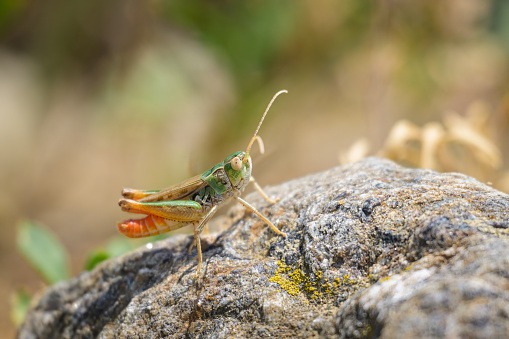 A small colorful grasshopper (Stenobothrus nigromaculatus) resting on a rock, sunny day in summer, South Tyrol (Italy)