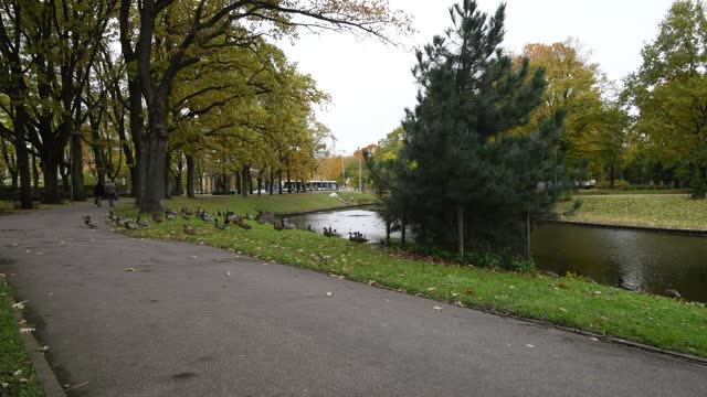 Wild ducks in public park in autumn season