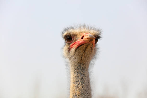 istock Close up of ostrich head, China 1756051579