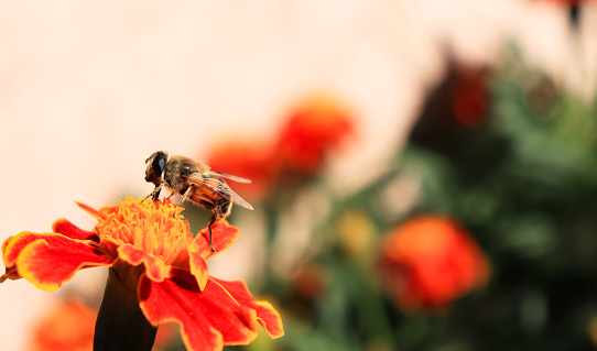 A bee collecting pollen from flower. bee on the flower. mutualism between honeybee and flower. bee and flower. honeybee on the French marigold flower. copy space