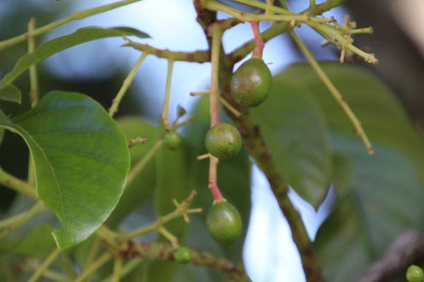 istock avocado fruit plant - Persea americana 1756054450