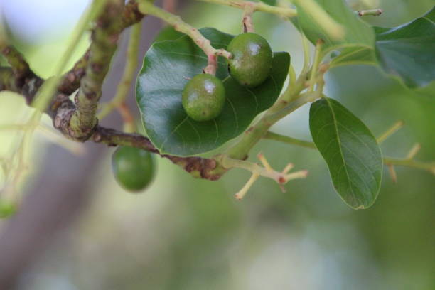 istock avocado fruit plant - Persea americana 1756054460