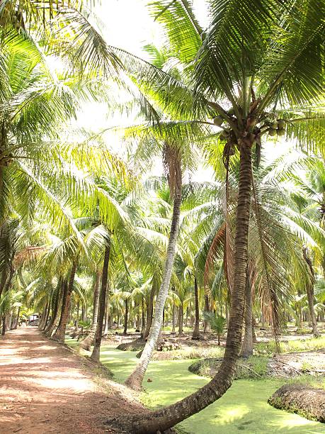 istock Coconut plantation  on a sunny day in Thailand 175606124
