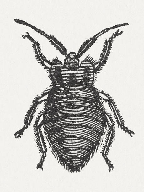 bett-käfer - bedbug insect beetle temperate bedbug stock-grafiken, -clipart, -cartoons und -symbole